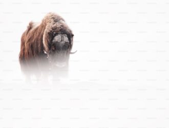 Alpaca Coin Yorum – Alpaca Finance Coin