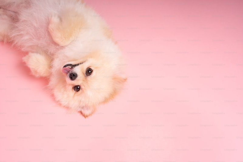 Baby Doge Coin Yorum – BabyDoge Coin Geleceği 2022