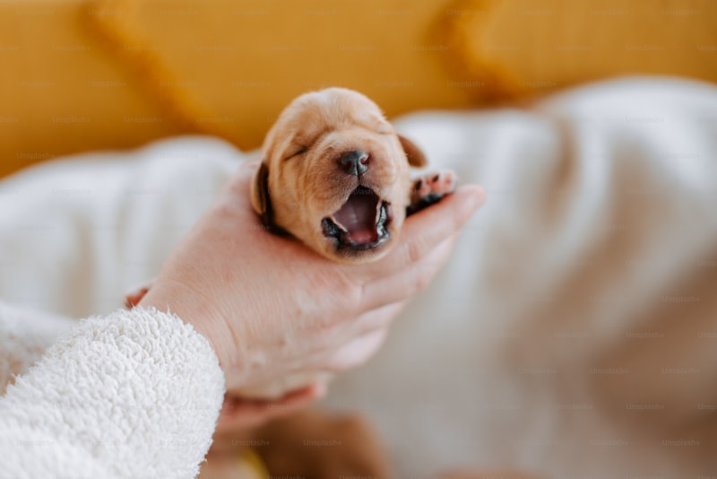 Baby Doge Coin Yorum – BabyDoge Coin Geleceği 2022
