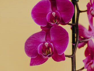 Orchid Coin Geleceği 2024, 2025, 2026, 2027, 2030