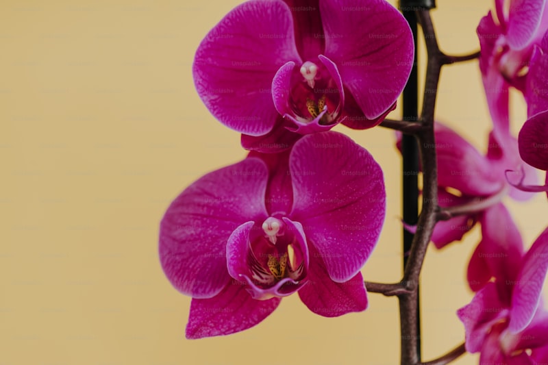 Orchid Coin Geleceği 2024, 2025, 2026, 2027, 2030