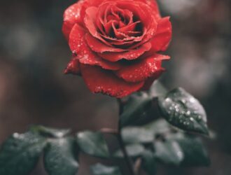 Rose Coin Geleceği 2024 - Oasis Network Yorum
