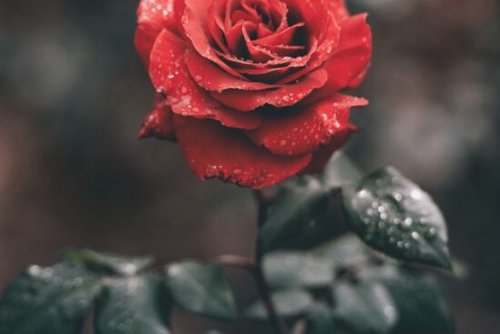 Rose Coin Geleceği 2024 - Oasis Network Yorum