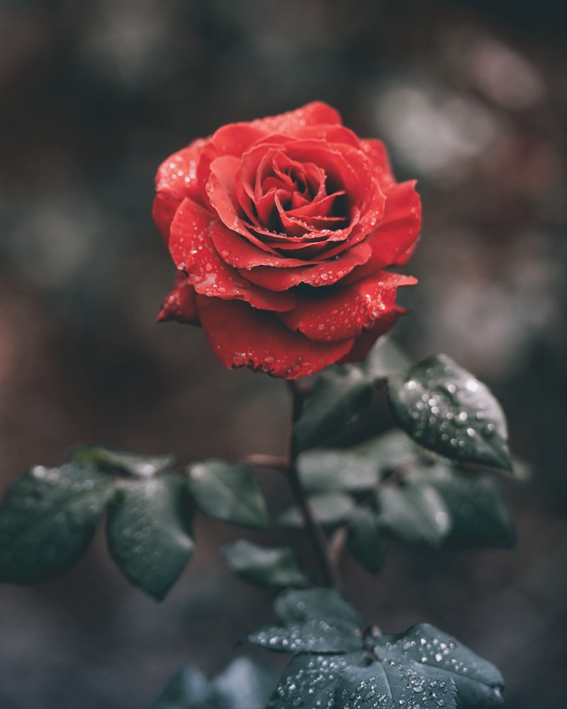 Rose Coin Geleceği 2024 - Oasis Network Yorum