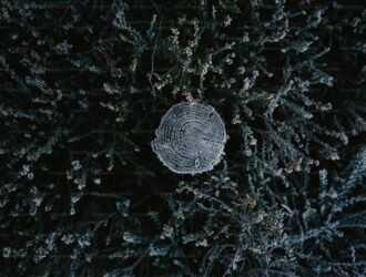 Solana Ağındaki Coinler